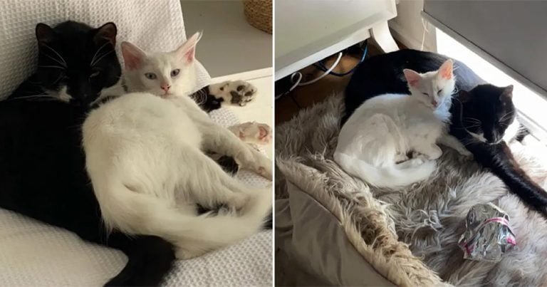 Gatita sigue a un gato a casa