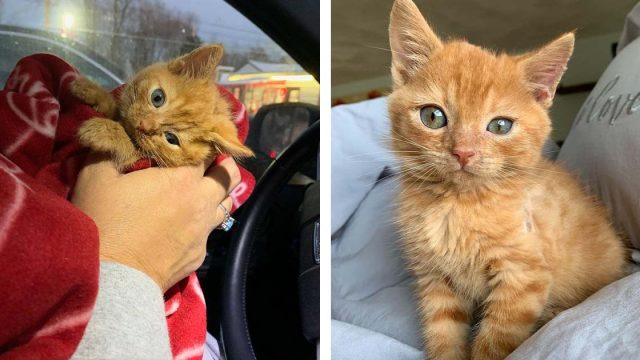 Gatito con la cabeza inclinada superó todos los obstáculos y ahora tiene el hogar de sus sueños