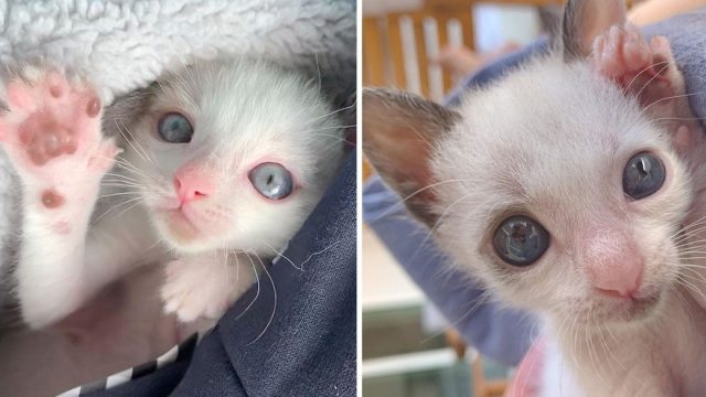 Gatito con ojos grandes aferra familia salvo