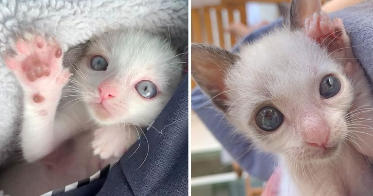 Gatito con ojos grandes aferra familia salvo