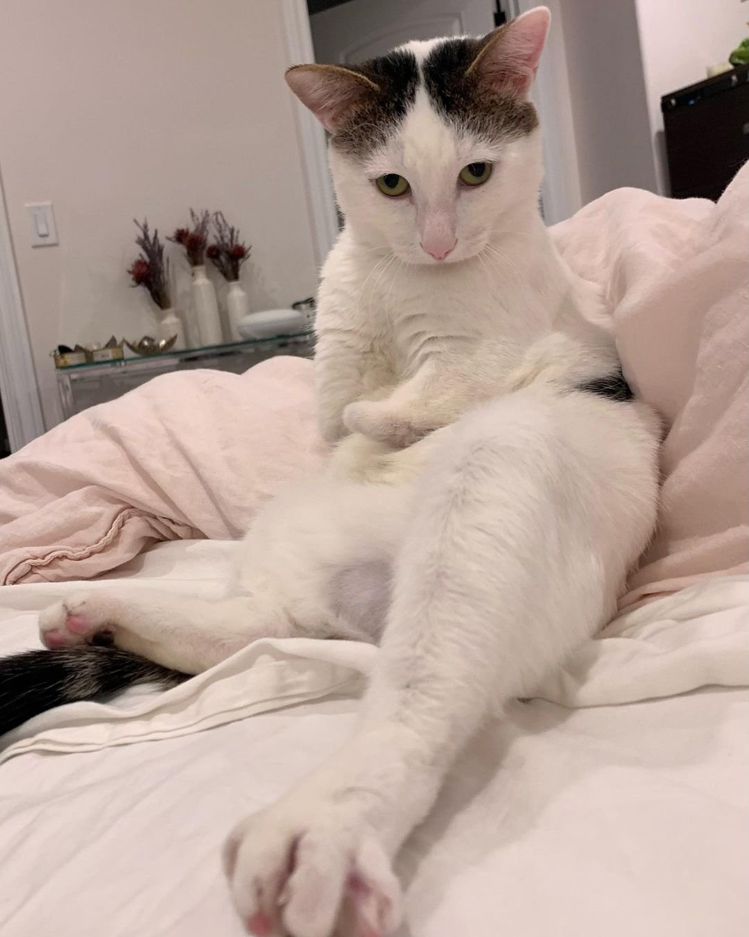 Gatito con patas rechonchas