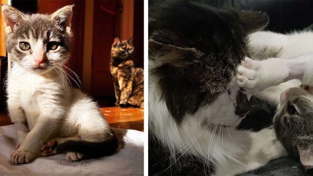 Gatito con rara condición encuentra a un abuelo gato para ayudarlo a prosperar