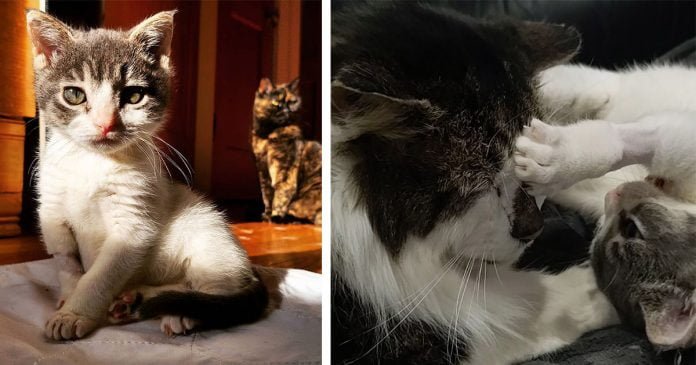 Gatito con rara condición encuentra a un abuelo gato para ayudarlo a prosperar