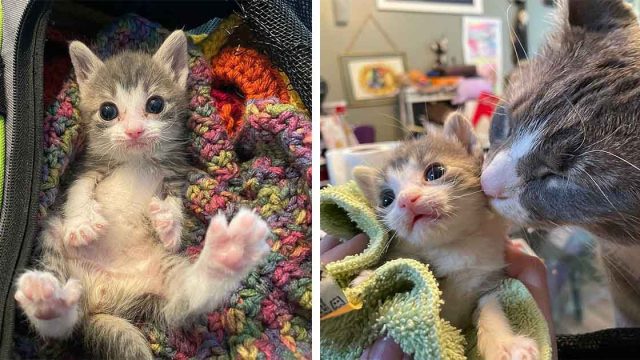 Gatito del tamaño de la palma de la mano aprende a andar con el apoyo de otros gatos