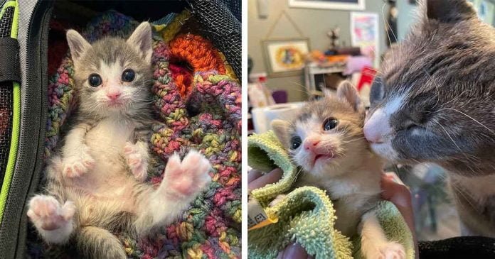 Gatito del tamaño de la palma de la mano aprende a andar con el apoyo de otros gatos