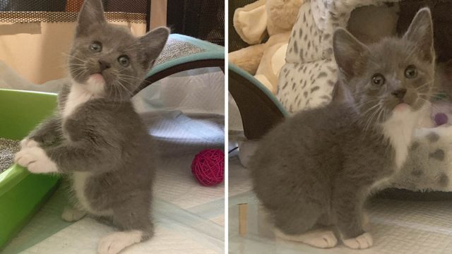 Gatito nació sin cola salta como conejito