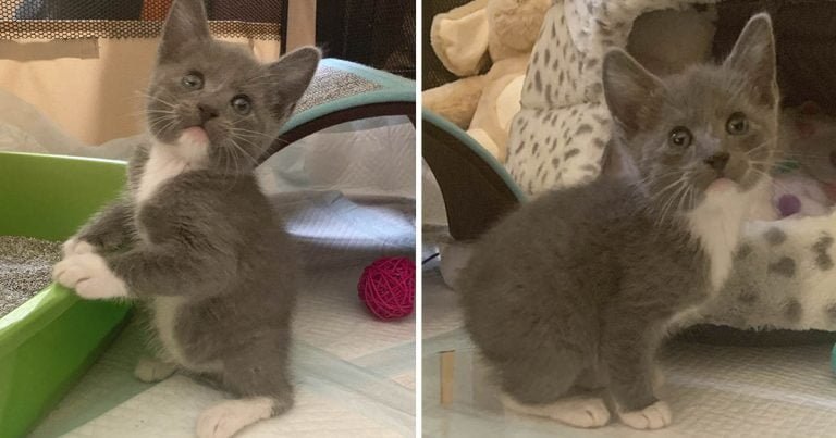 Gatito nació sin cola salta como conejito