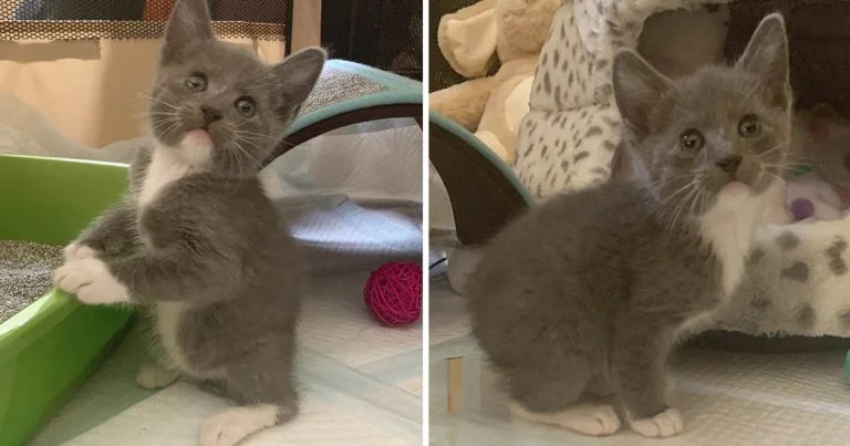 Gatito nació sin cola salta como conejito