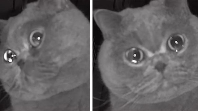 Gatito parece 'llorar' en la cámara de seguridad después de quedarse solo en casa