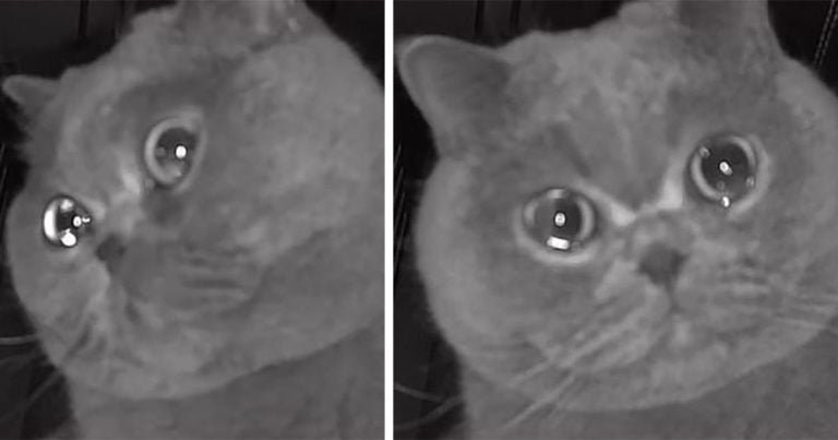 Gatito parece 'llorar' en la cámara de seguridad después de quedarse solo en casa