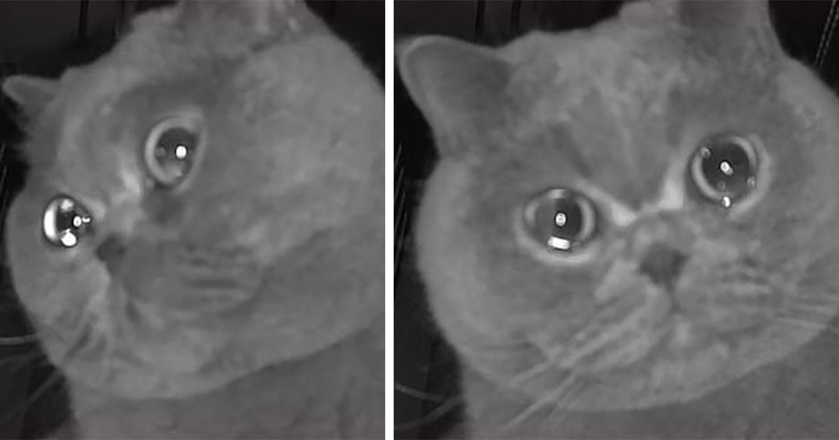 Gatito parece 'llorar' en la cámara de seguridad después de quedarse solo en casa