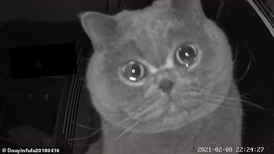 Gatito parece llorar en la cámara