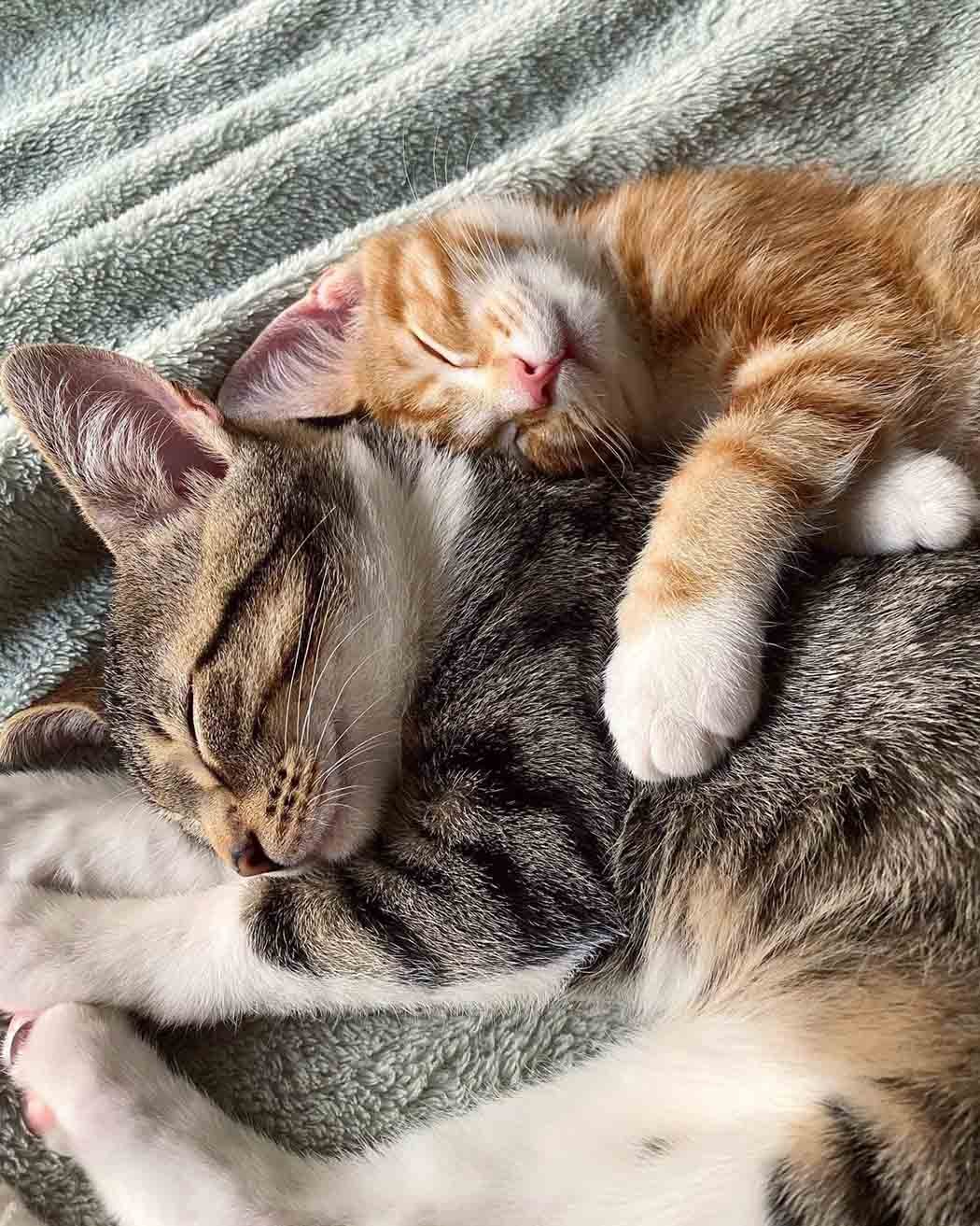 Gatitos abrazados