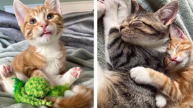 Gatitos de diferente camada se conocen y decidieron que nunca se separarían