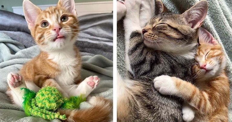 Gatitos de diferente camada se conocen y decidieron que nunca se separarían