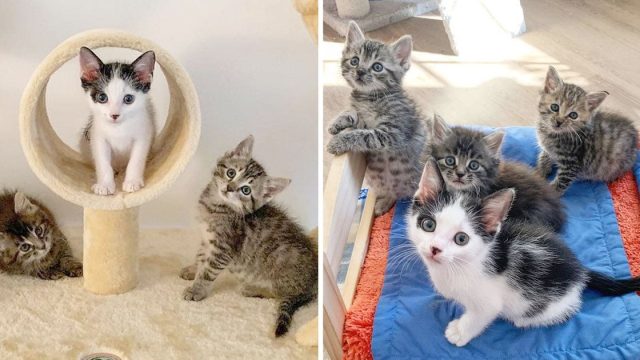 Gatitos rescatados amigos gatito necesitaba amigo