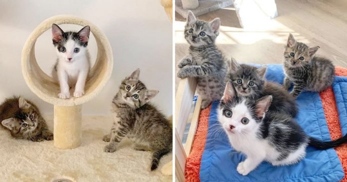 Gatitos rescatados amigos gatito necesitaba amigo