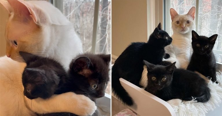 Gato acepta gatitos como propios