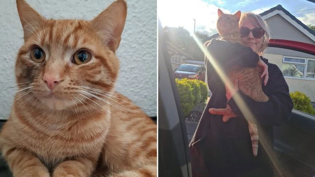 Gato camina 38 km para visitar vecina