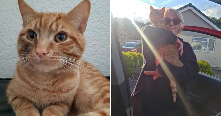 Gato camina 38 km para visitar vecina