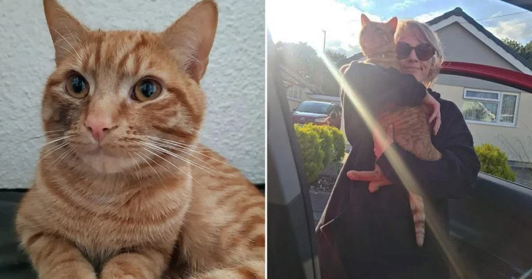 Gato camina 38 km para visitar vecina