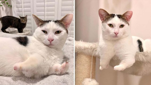 Gato con patas rechonchas se gana el corazón de muchos después de una vida en las calles