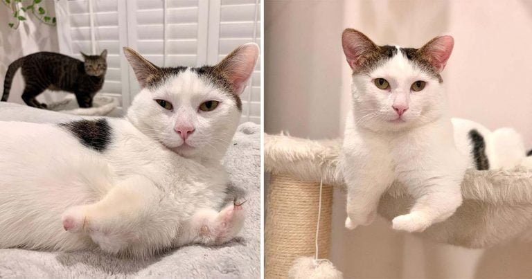 Gato con patas rechonchas se gana el corazón de muchos después de una vida en las calles