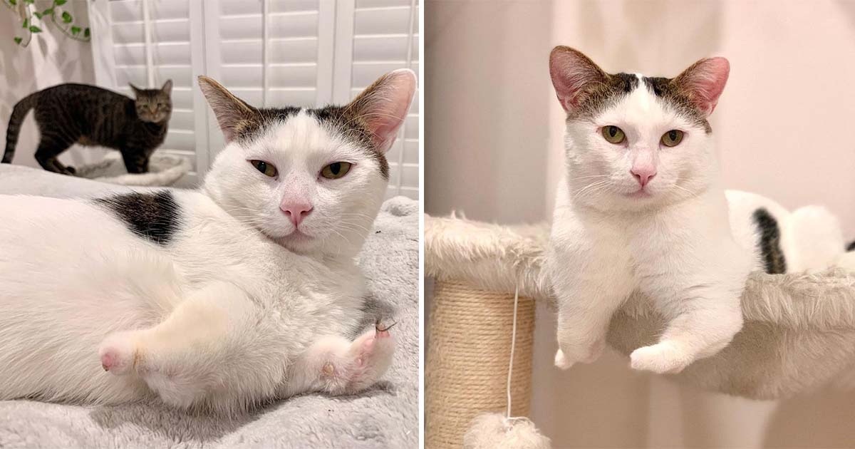 Gato con patas rechonchas se gana el corazón de muchos después de una vida en las calles