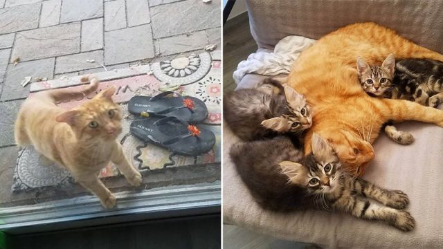 Gato eligió casa después de vagar por calles