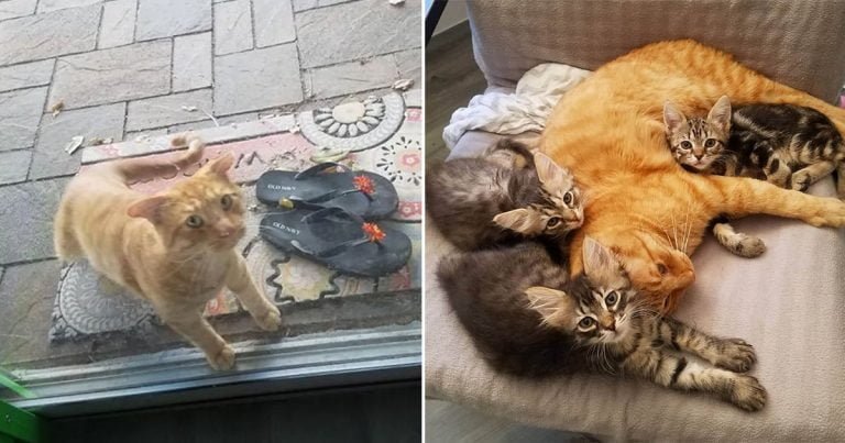 Gato eligió casa después de vagar por calles