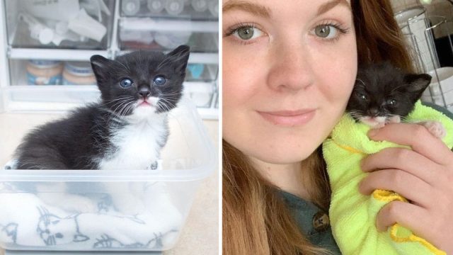Gato gana corazón mujer salvó convierte hermoso gato