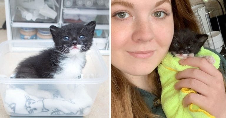 Gato gana corazón mujer salvó convierte hermoso gato