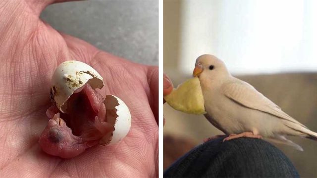 Hombre encuentra un huevo abandonado y lo ayuda a convertirse en un adorable periquito