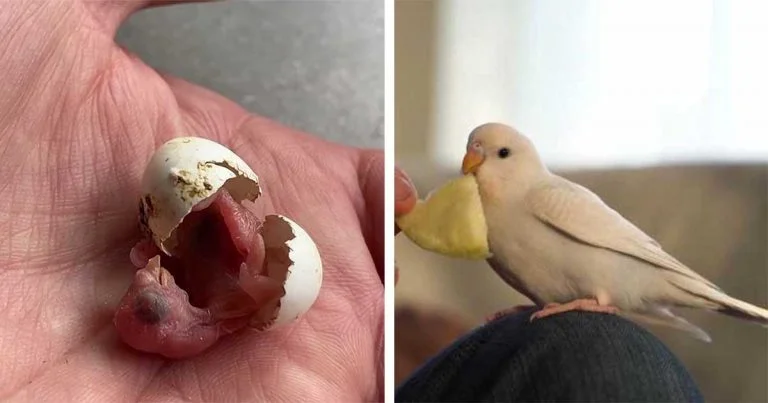 Hombre encuentra un huevo abandonado y lo ayuda a convertirse en un adorable periquito