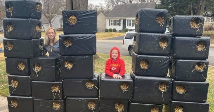 Mamá e hijo construyen casas para gatos