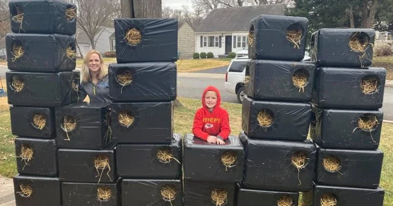Mamá e hijo construyen casas para gatos