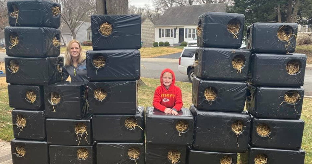 Mamá e hijo construyen casas para gatos