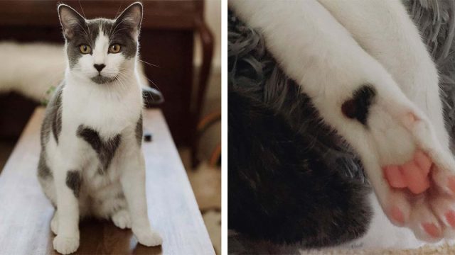 Mujer adopta un gatito y se da cuenta de que está totalmente cubierto de corazones