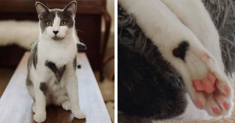 Mujer adopta un gatito y se da cuenta de que está totalmente cubierto de corazones