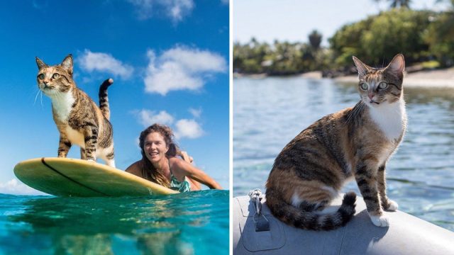 Mujer deja trabajo navega gato rescatado