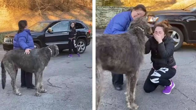 Niña no puede dejar de llorar cuando ve al perro que creyó perdido para siempre