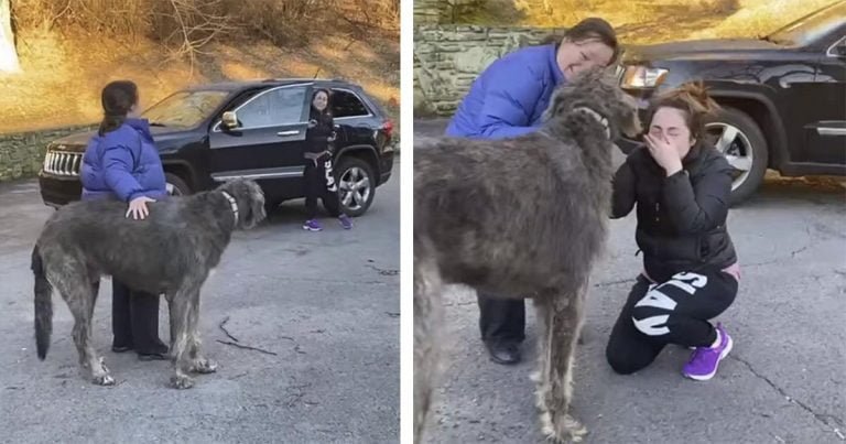 Niña no puede dejar de llorar cuando ve al perro que creyó perdido para siempre