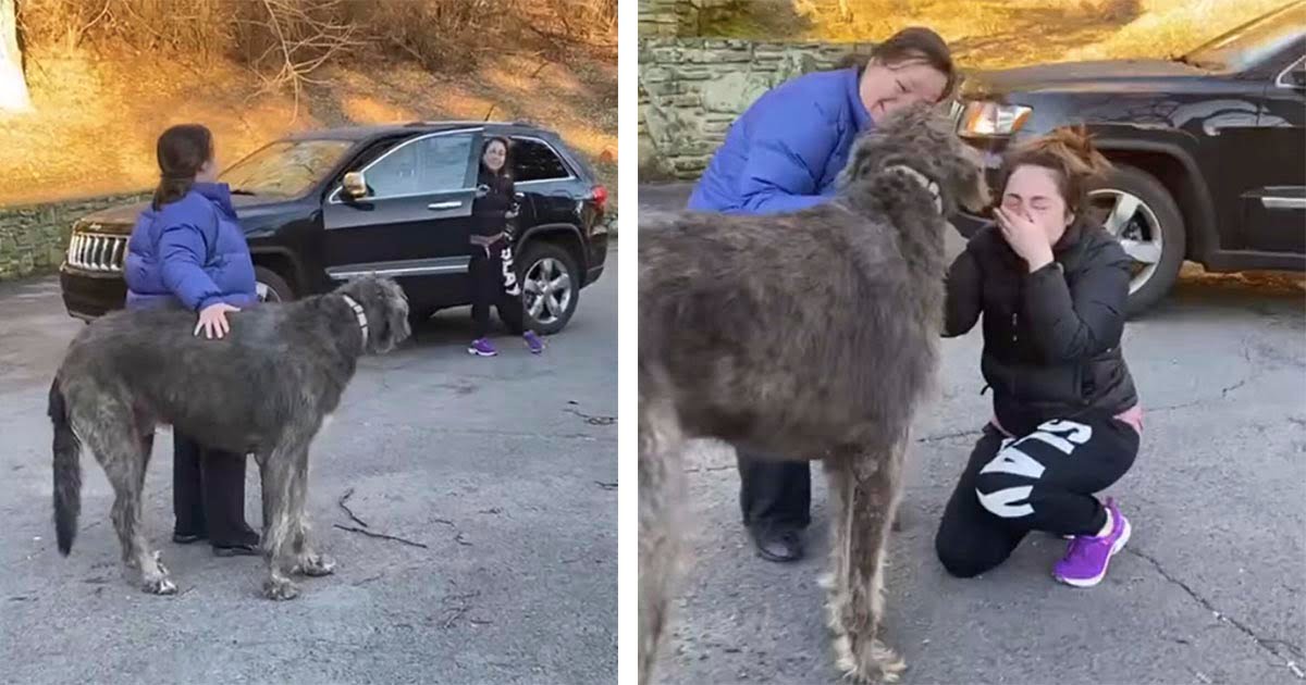 Niña no puede dejar de llorar cuando ve al perro que creyó perdido para siempre