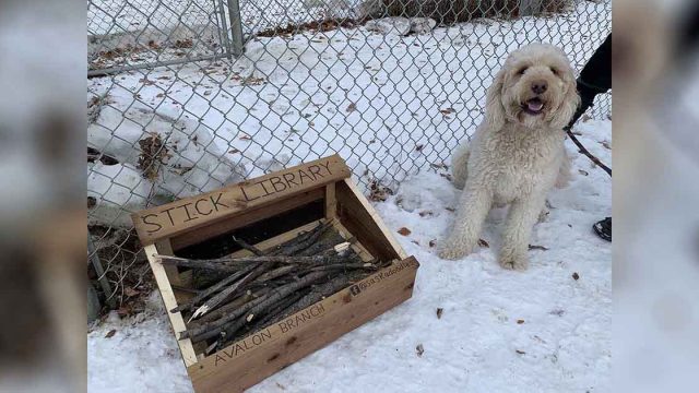 Niño de 10 años crea biblioteca de palos para perros de su localidad