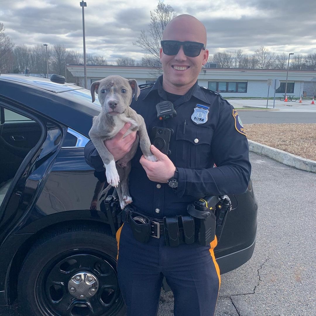 Oficial de policía da bienvenida a su familia a cachorro pitbull