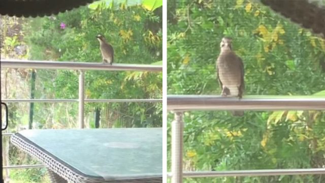 Pájaro aprende a maullar después de ver a una mujer dar comida a los gatos