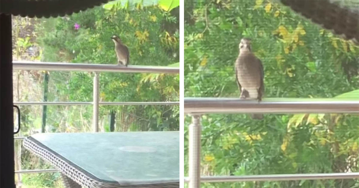 Pájaro aprende a maullar después de ver a una mujer dar comida a los gatos