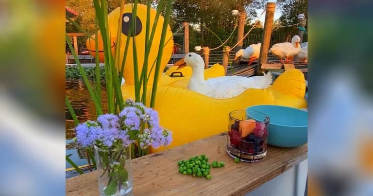 Pato que no sabe nadar se enorgullece de mostrar su flotador gigante