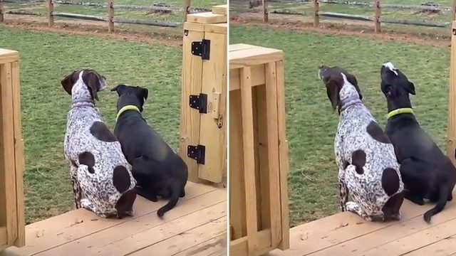 Pequeño pitbull aprende a aullar