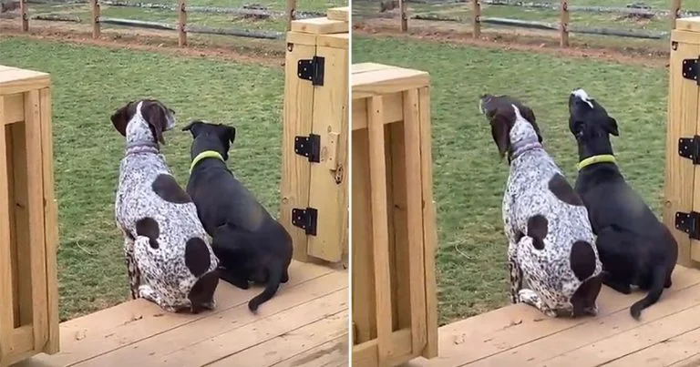 Pequeño pitbull aprende a aullar